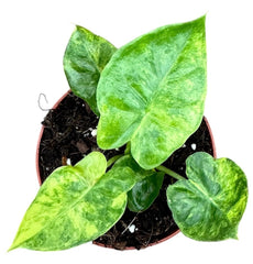 Alocasia Gageana Aurea 8cm Pot 10cm Height House Plant