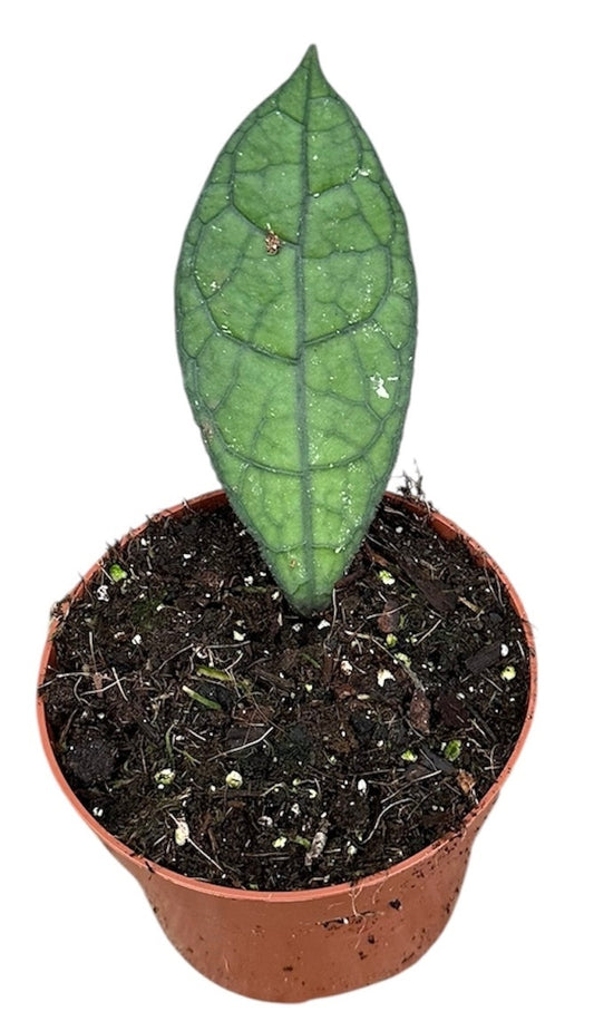 Hoya Clemensiorum Sumatra Dark Leaf 10.5cm Pot 15cm Height House Plant