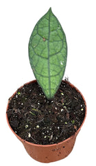 Hoya Clemensiorum Sumatra Dark Leaf 10.5cm Pot 15cm Height House Plant