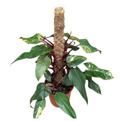 40 - 50cm Philodendron Strawberry Shake on Mosspole 21cm Pot House Plant