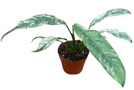 Epipremnum Giganteum Marble House Plant 14cm Pot