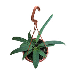 25 - 35cm Anthurium Vittarifolium House Plant 14cm Hanging Pot