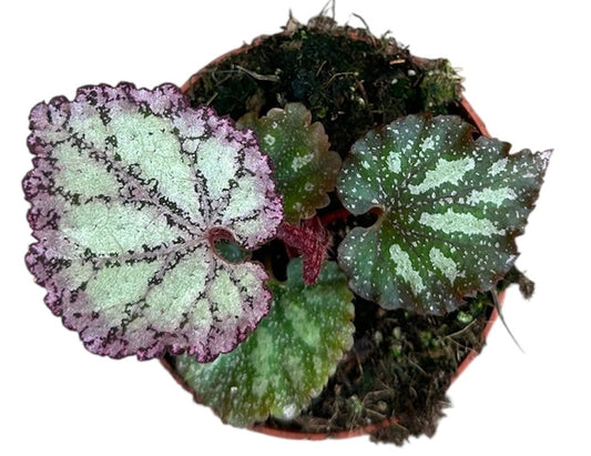 Begonia Pink Panther 8cm Pot 15cm Height House Plant