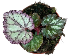 Begonia Pink Panther 8cm Pot 15cm Height House Plant