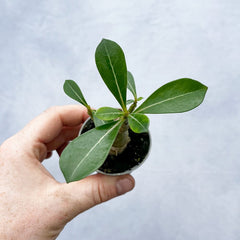 Baby Houseplant Subscription 