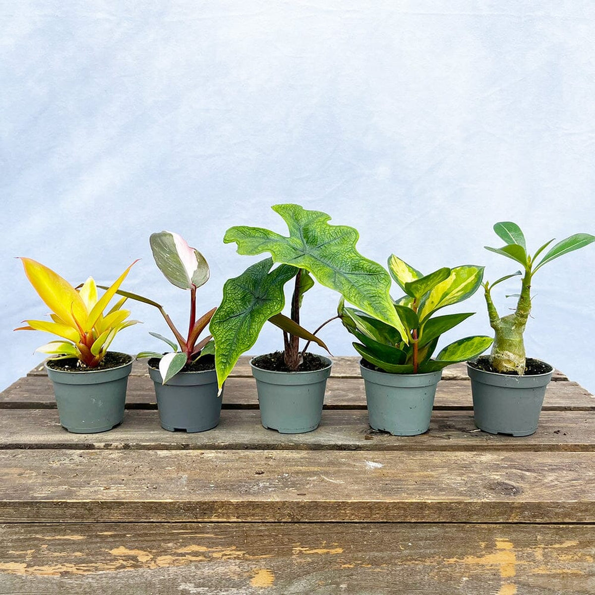 Baby Houseplant Subscription 