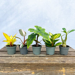 Baby Houseplant Subscription 