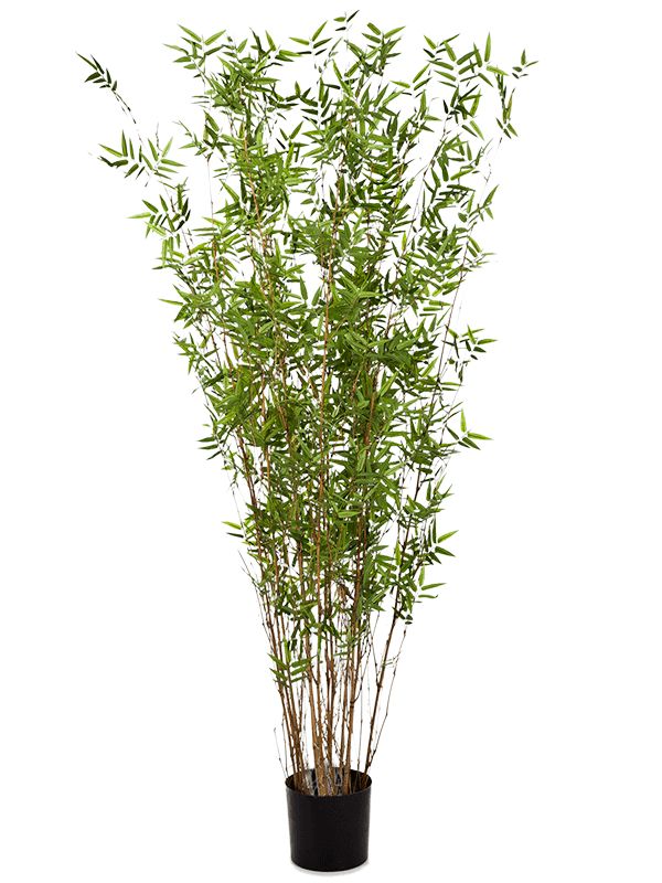 Bamboo Oriental Artificial Plant Premium Faux 190cm Height Artificial Plants