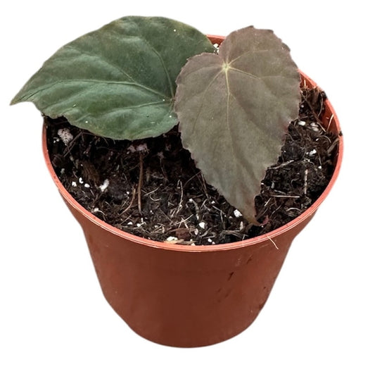 Begonia Pavonina 8cm Pot 15cm Height House Plant