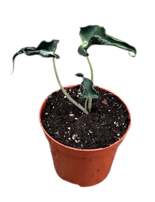 Alocasia Loco House Plant 8cm Pot