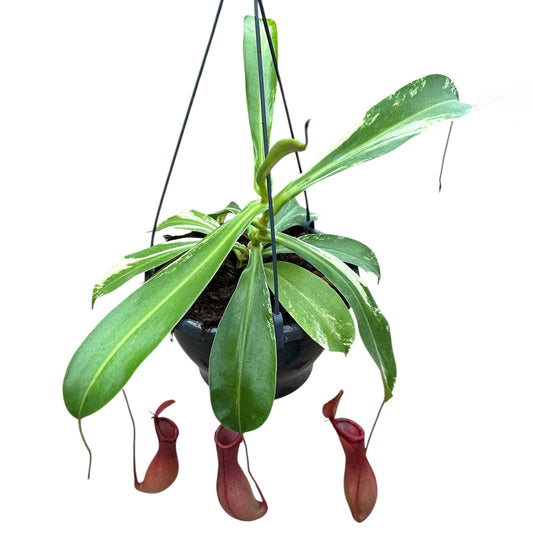 20 - 30cm Nepenthes Alata Variegated (Exact Plant) 14cm Pot