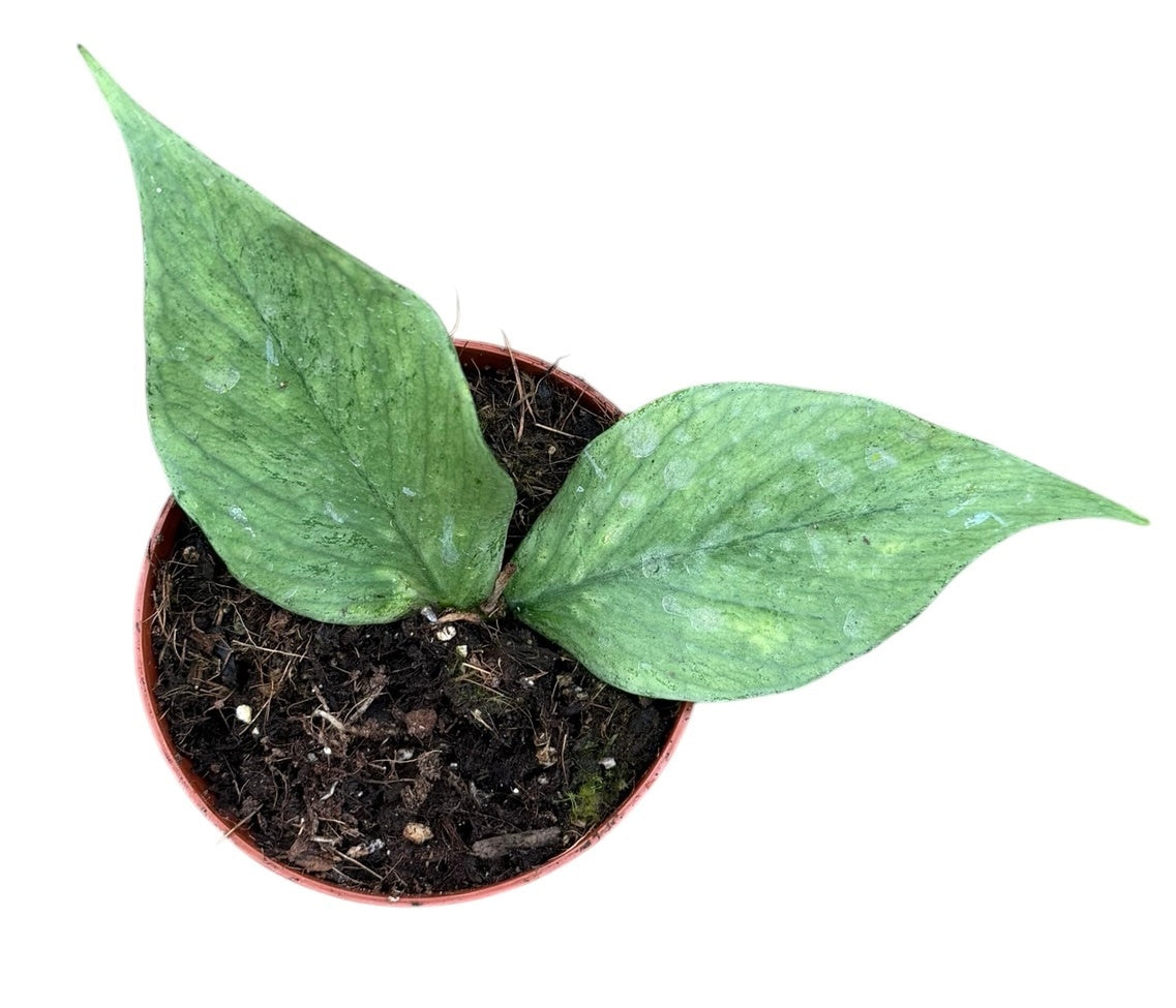 Hoya Polyneura Silver 8cm Pot 10cm Height House Plant
