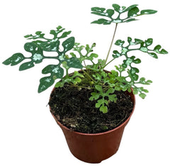 Adenia Perrieri House Plant 8cm Pot