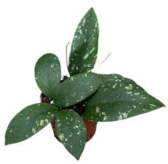 Hoya Sp Gayo 10.5cm Pot 10cm Height House Plant