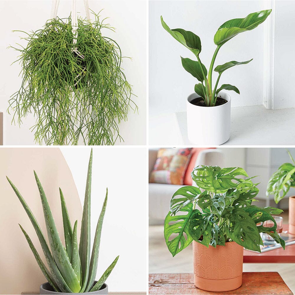 Beginners - Houseplant Bundle 