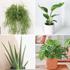 Beginners - Houseplant Bundle 