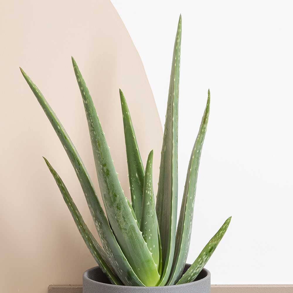 Beginners - Houseplant Bundle 