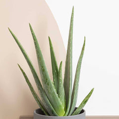 Beginners - Houseplant Bundle 
