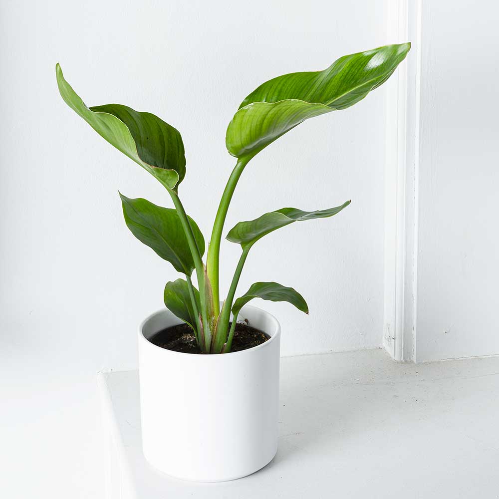 Beginners - Houseplant Bundle 