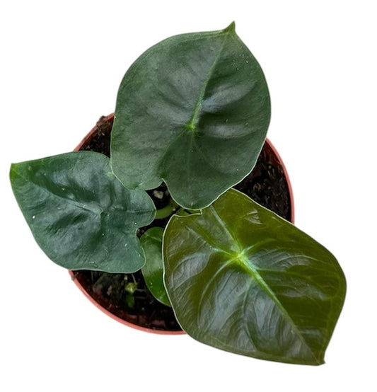 Alocasia Golden Bone 8cm Pot 15cm Height House Plant