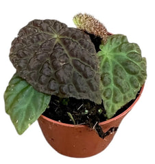 Begonia Ferox 8cm Pot 15cm Height House Plant