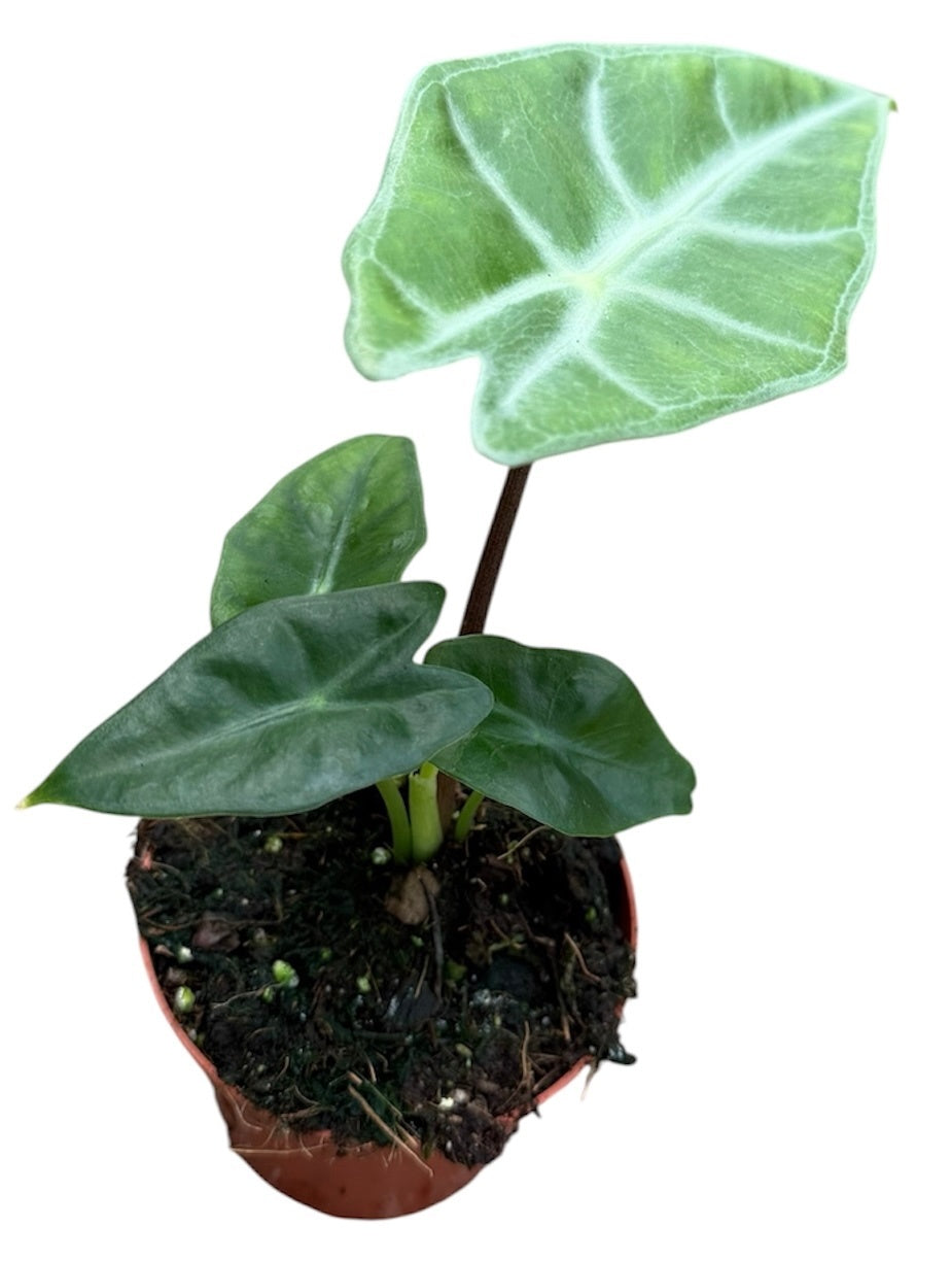 Alocasia Longiloba 8cm Pot 10cm Height House Plant