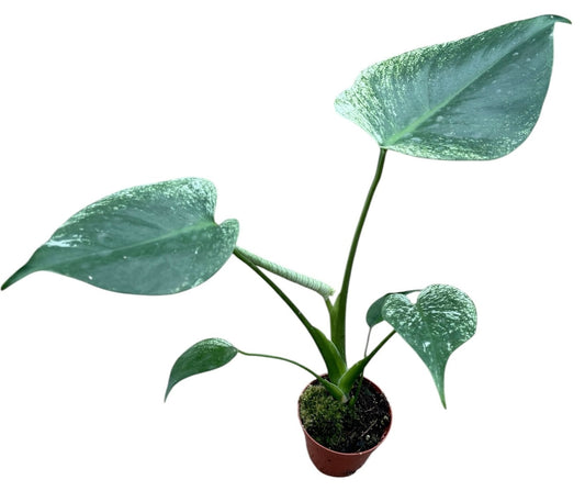 Monstera Devil Monster Cheese Plant - 8cm Pot