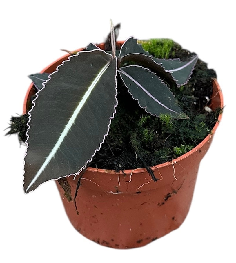 Labisia Pumila 10.5cm Pot 15cm Height House Plant