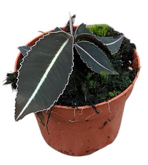 Labisia Pumila 10.5cm Pot 15cm Height House Plant