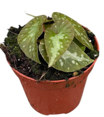 Begonia Silver Moon 8cm Pot 15cm Height House Plant