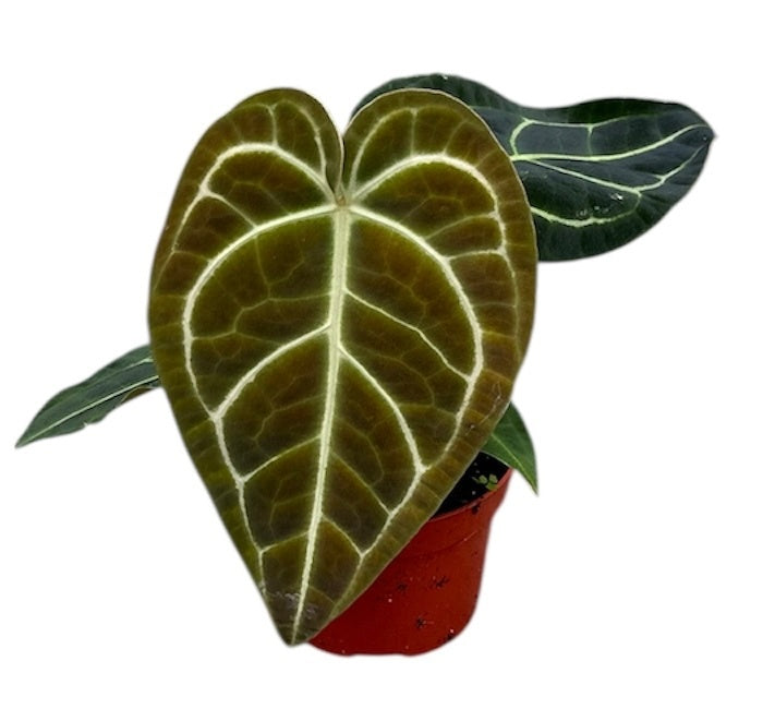 Anthurium Regale 10.5cm Pot 15cm Height House Plant