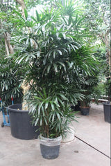 280 - 300cm XXL Rhapis Excelsa 55cm Pot House Plant