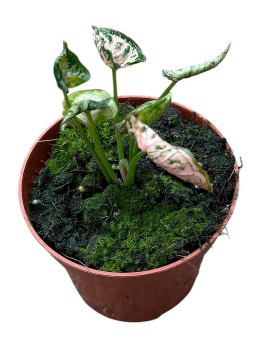 Syngonium Pink Rolli 8cm Pot 10cm Height House Plant