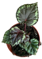 Begonia Ignita 8cm Pot 15cm Height House Plant