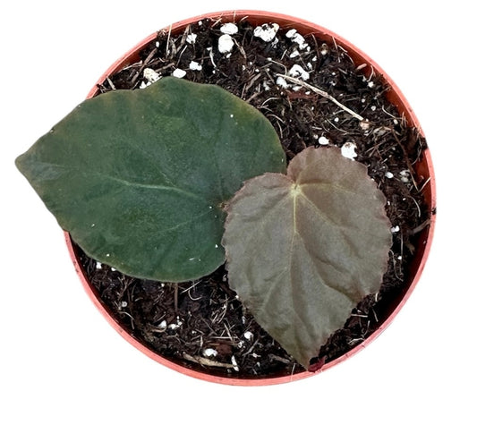 Begonia Pavonina 8cm Pot 15cm Height House Plant