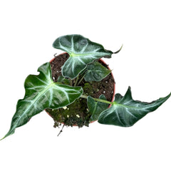 15 - 25cm Alocasia Loco House Plant 10.5cm Pot