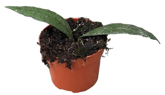 Hoya Clemensiorum Sumatra 10.5cm Pot 15cm Height House Plant