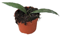 Hoya Clemensiorum Sumatra 10.5cm Pot 15cm Height House Plant