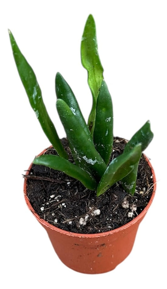 Hoya Loheri House Plant 6cm Pot