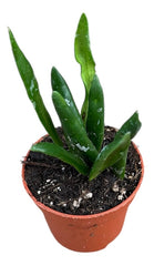 Hoya Loheri House Plant 6cm Pot
