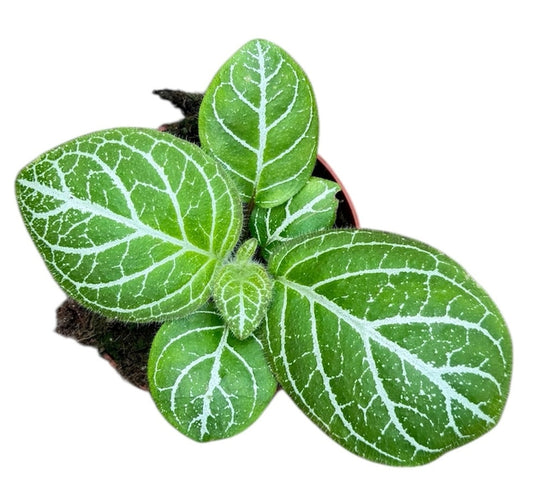 Michaelmoelleria Sp Vietnam 8cm Pot 15cm Height House Plant