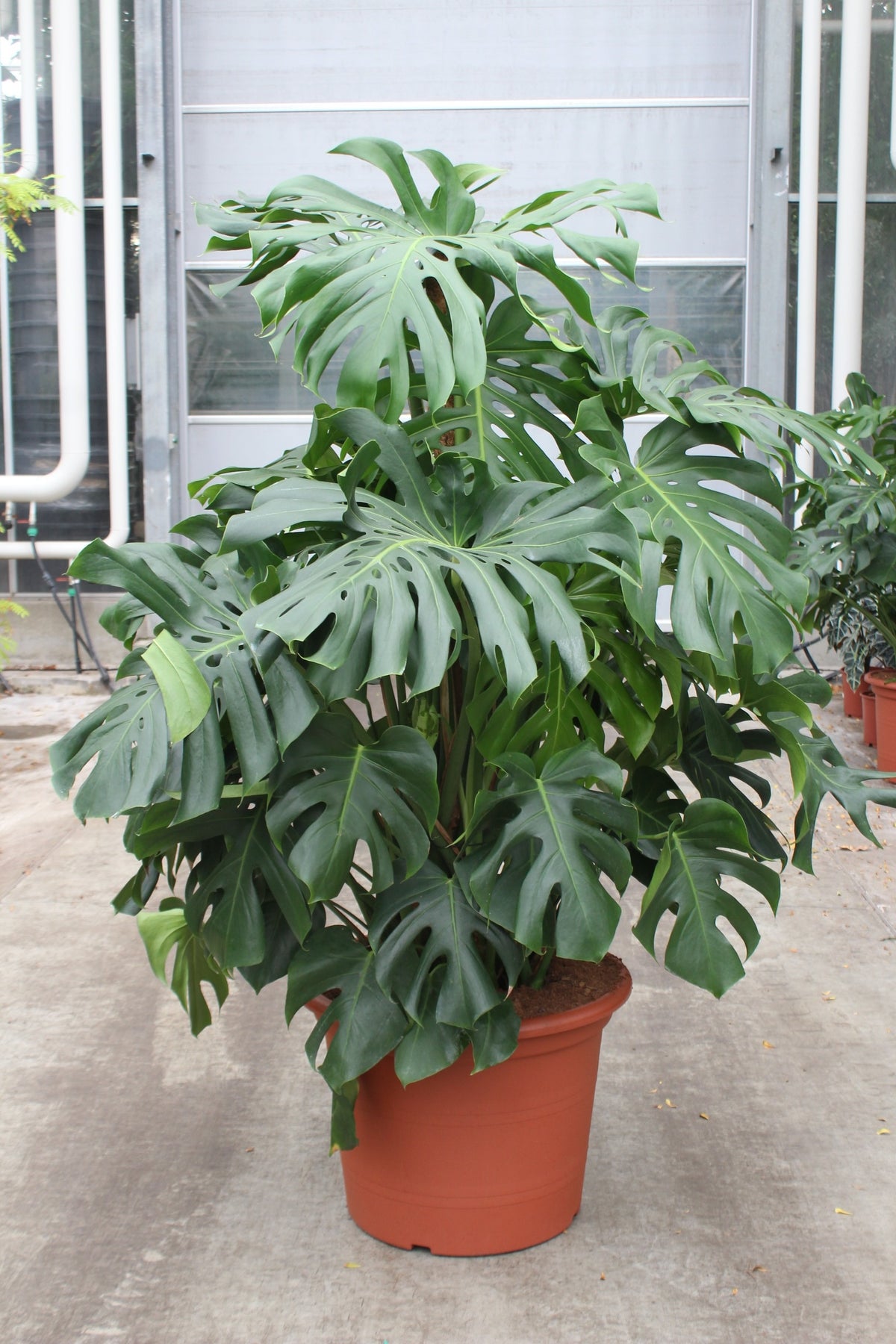 160 - 180cm XXL Monstera Deliciosa 55cm Pot House Plant