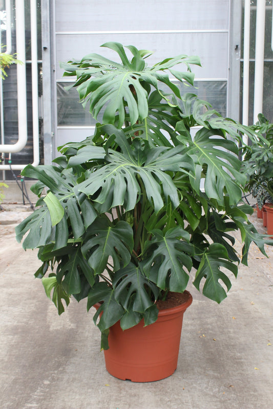 160 - 180cm XXL Monstera Deliciosa 55cm Pot House Plant