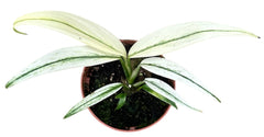 Amplissimum White Variegata 10.5cm Pot 10cm Height House Plant
