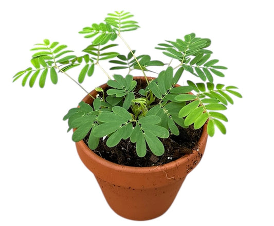 Mimosa Pudica 8cm Pot 10cm Height House Plant