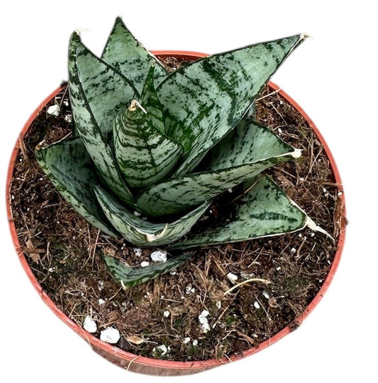 Sansevieria Ehrendel 10.5cm Pot House Plant