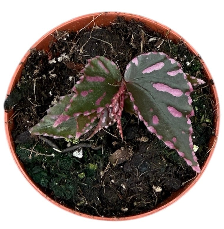 Begonia Jalau 8cm Pot 10cm Height House Plant
