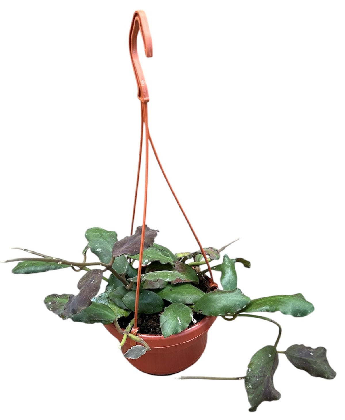 25 - 35cm Hoya Waymaniae House Plant 14cm Hanging Pot