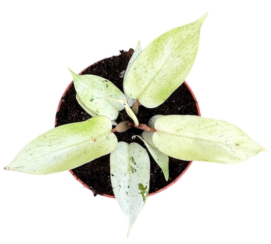 Philodendron Snowdrift House Plant 10,5 cm Pot
