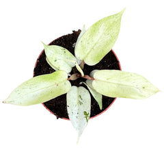 Philodendron Snowdrift House Plant 10,5 cm Pot